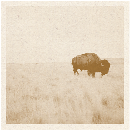 Buffalo Print
